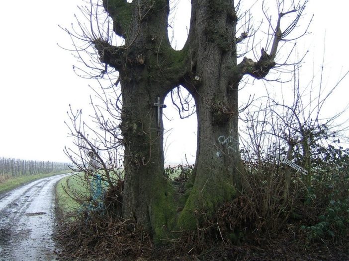 Image of trees growing together over time