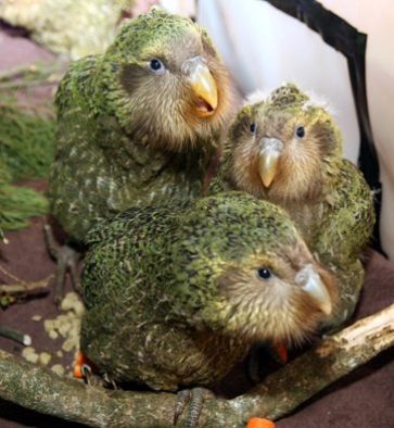 Kakapo chicks