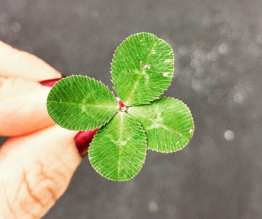 Image, Four-leaf clover.