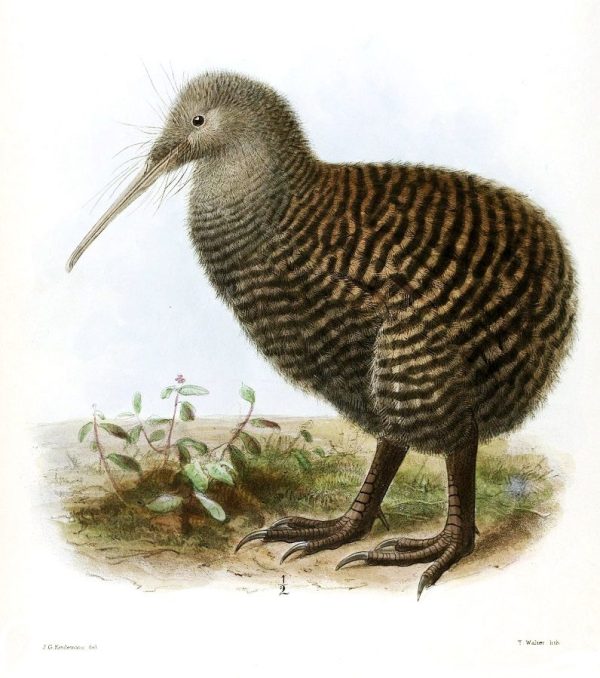 Image, 1876 drawing of a kiwi by John Gerrard Keulemans.