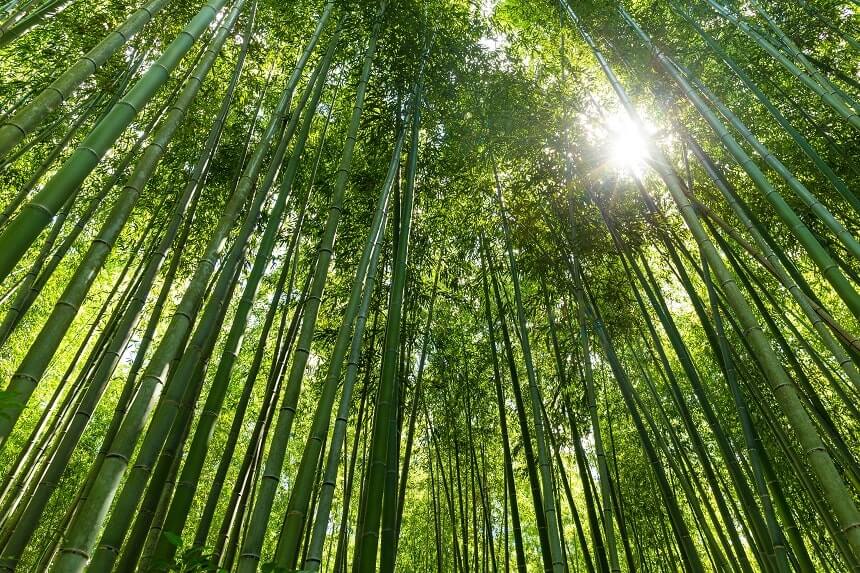 Image, trunks of bamboo trees in a forest