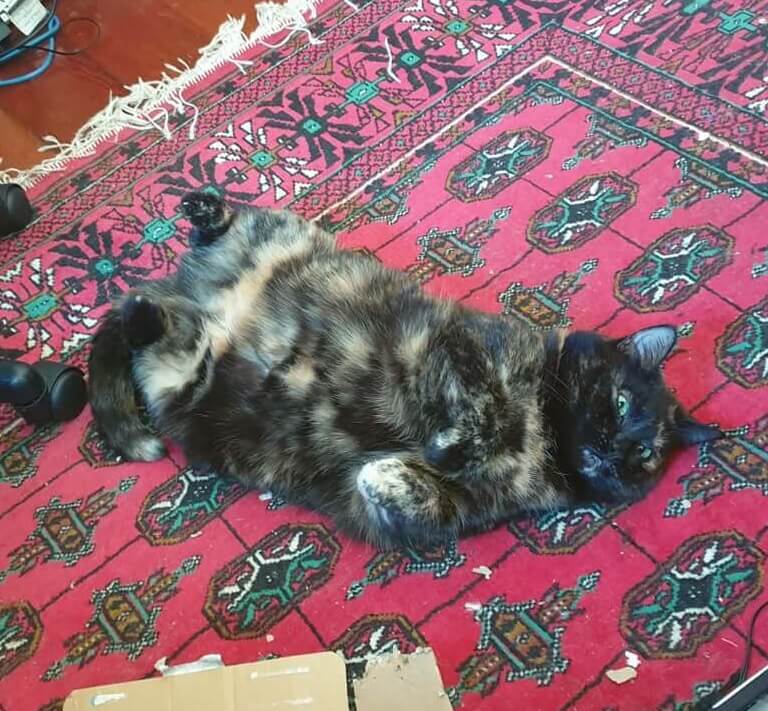 Tortoiseshell cat lying on a red Persian rug in the wreckage of a cardboard box she's just shredded, displaying the essence of tortitude