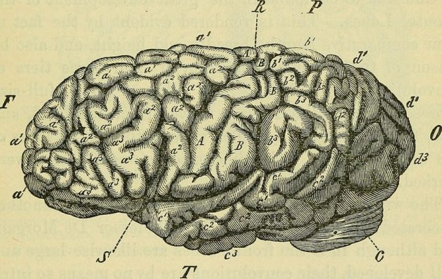 Image, Picture of a brain from an old medical textbook demonstrating critical thinking.