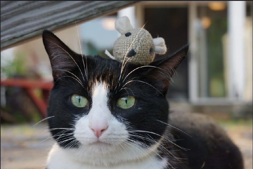 Image, black and white cat with a catnip mouse on its head