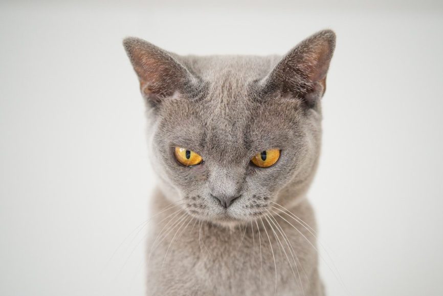 Image, grey cat with suspicious angry eyes.