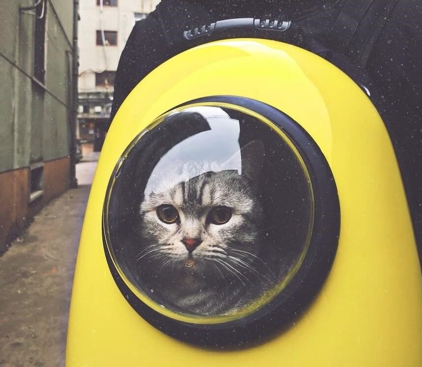 Image, grey cat in a yellow backpack-style cat carrier