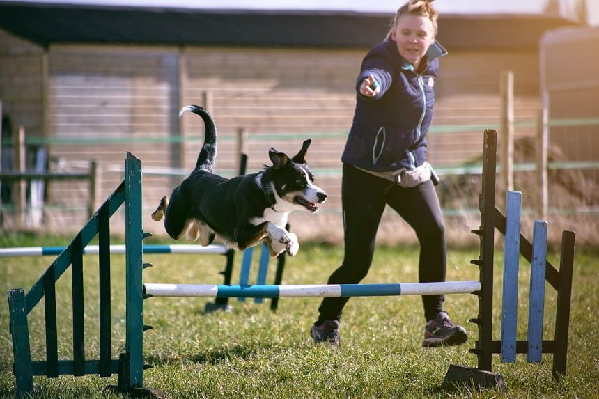 A black and white dog jumps over a blue and white hurdle. A woman in the background runs alongside, directing the dog.