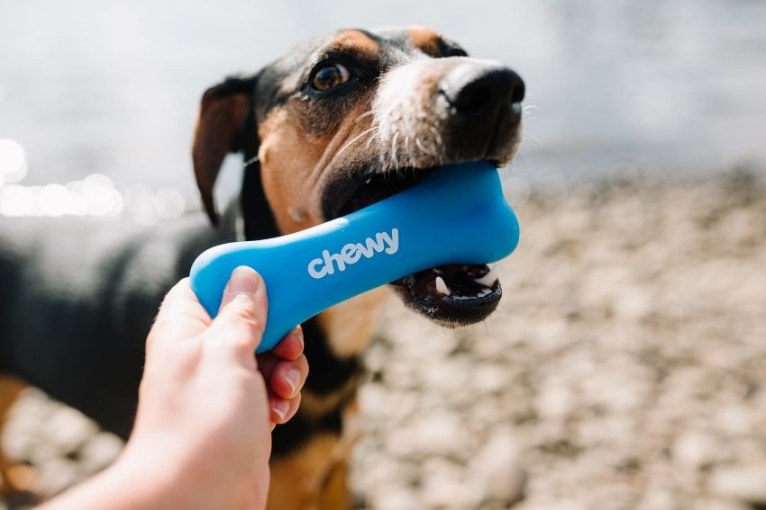 Brown, black, and white short-haired dog with a blue chewy ‘kong’ bone.