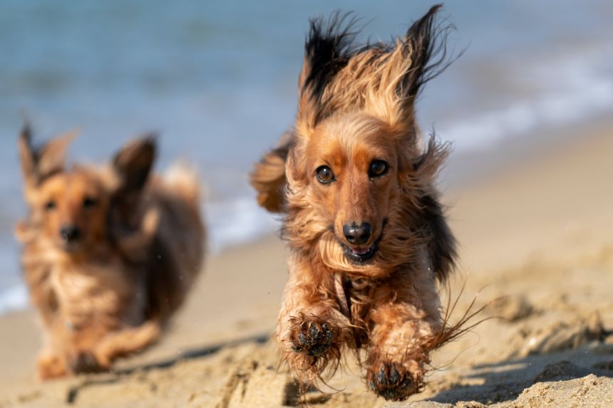 Two brown cocker spaniels tearing along a beach.