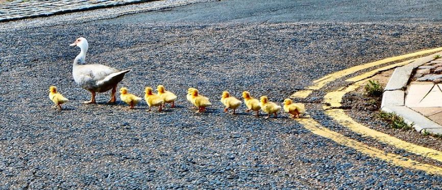 Image, Duck with a row of ducklings following — keep everything lined up with a good style guide.