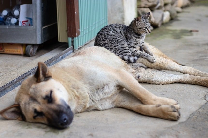 Image, small tabby cat sitting on a sleeping brown dog on a footpath
