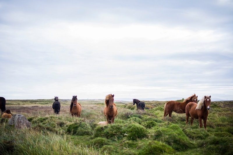 Image, horses roaming free. 