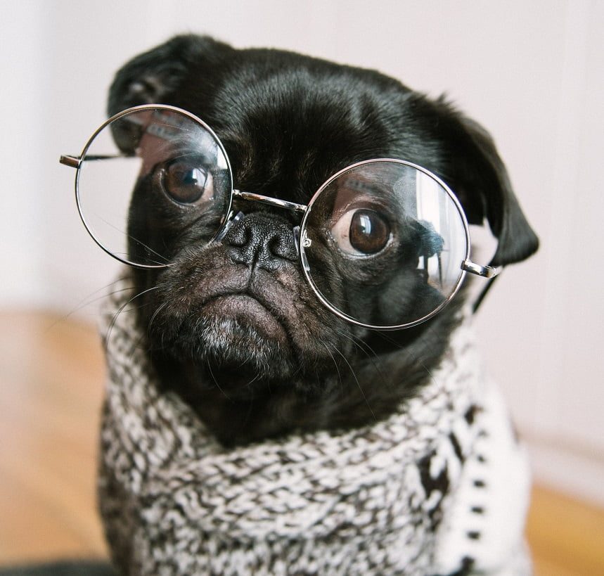 Image, Black pug dog with large round glasses and a scarf.