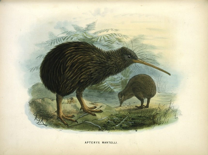 Image, Painting of two kiwi in a landscape by John Gerrard Keulemans, 1873.