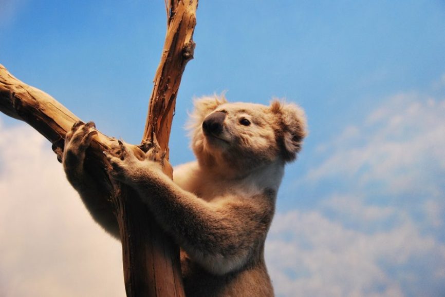 Image, Koala in a tree.