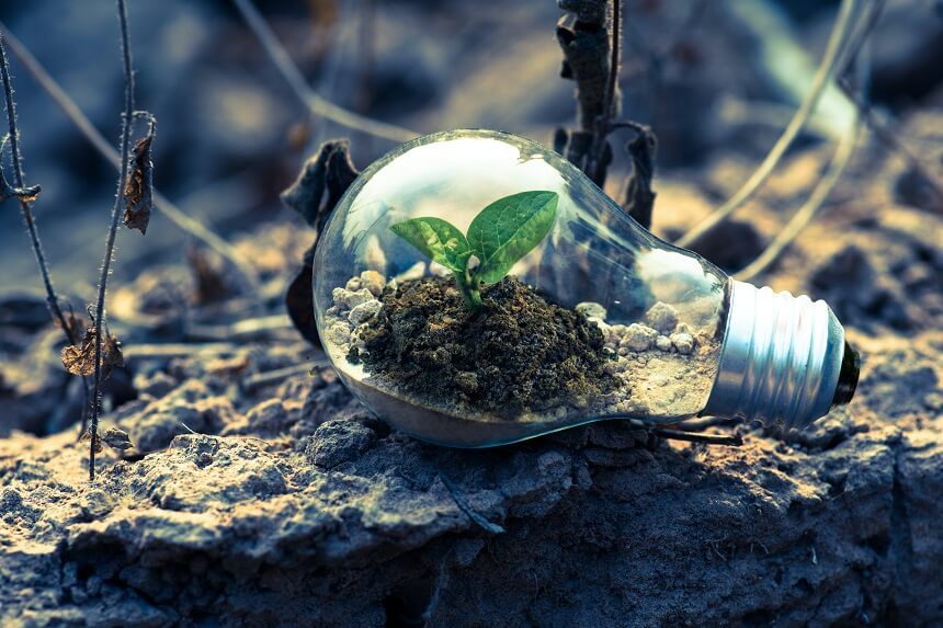 Close-up of a leafy plant sprouting from soil inside a lightbulb. The lightbulb lies on rocky ground as though abandoned