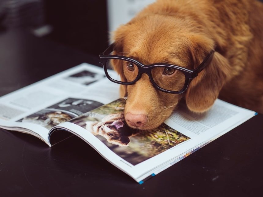 Golden retriever wearing glasses and resting head on a magazine about dogs.