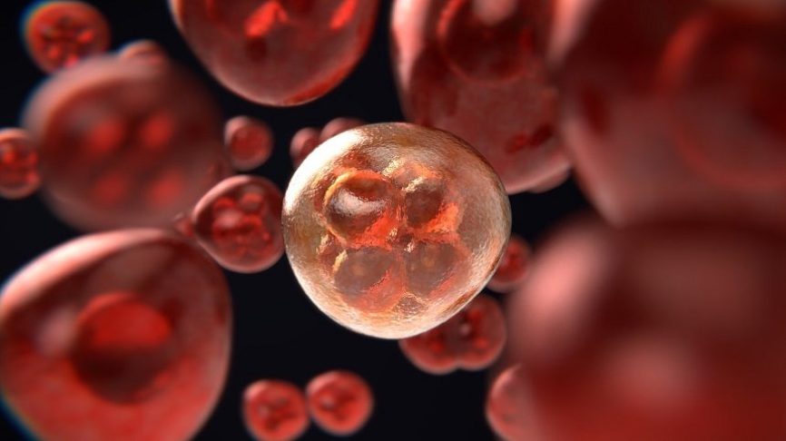 Image, Close-up image of cells dividing (mitosis).