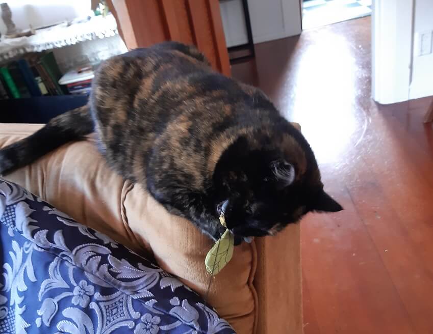 Tortoiseshell cat sitting on the back of an armchair biting a catnip toy