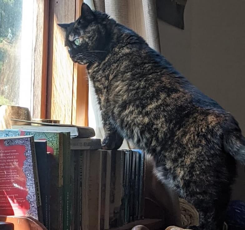 A tortoiseshell cat staring out the window propped up on a bookcase