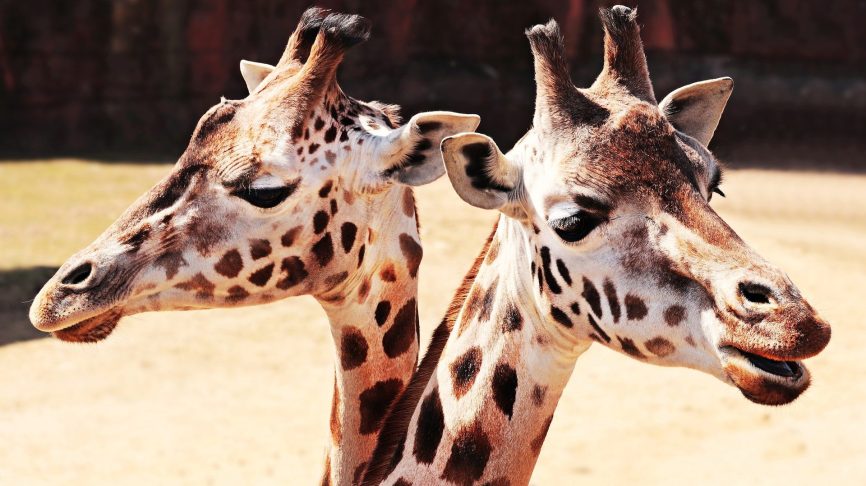 Image, two giraffe heads looking in opposite directions.