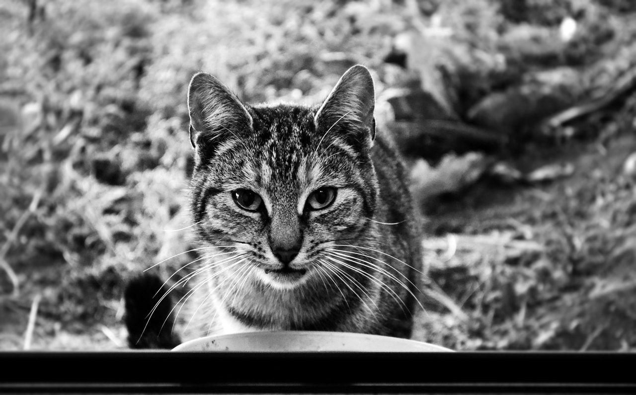 Black and white image of cat's face