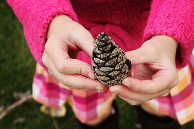 Image, child's hands holding a pinecone.