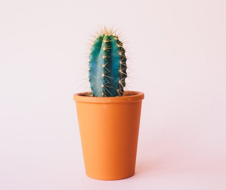 Image, Prickly cactus.