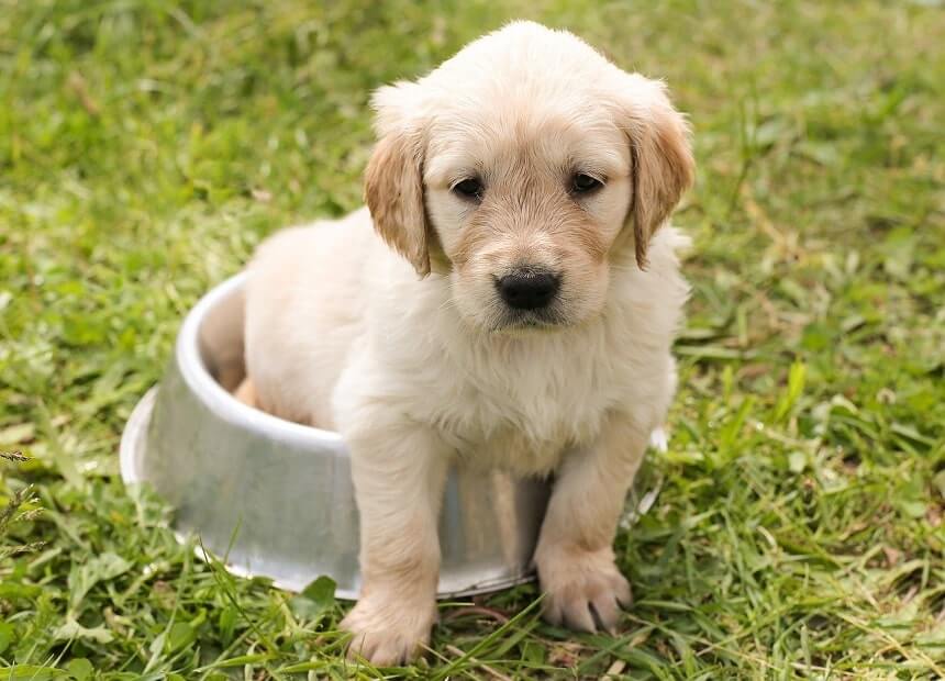 Golden retriever puppy sitting in its food bowl on a lawn