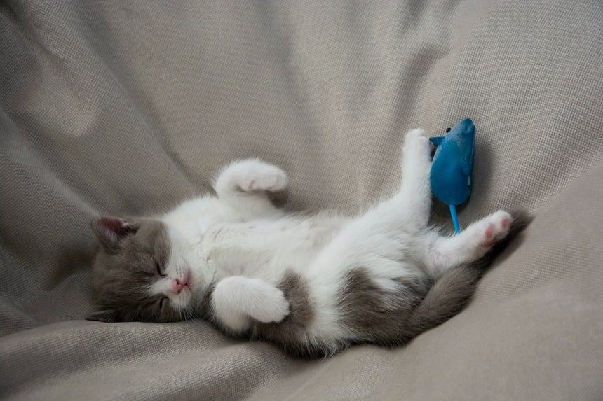 Image, grey and white kitten asleep in a blanket with a blue catnip mouse