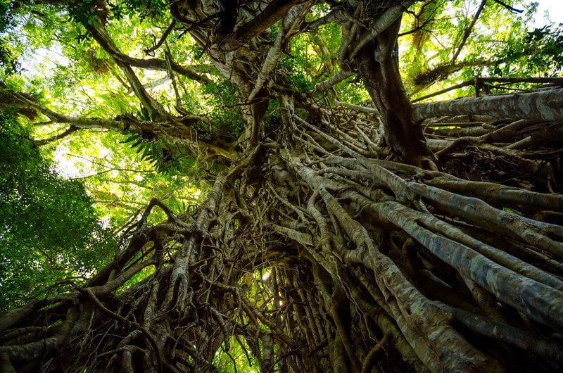 Photo of a tangled rainforest. 