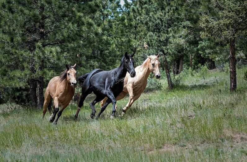Image, three horses running.