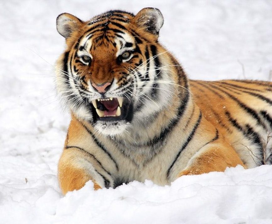 Image, roaring tiger in the snow.