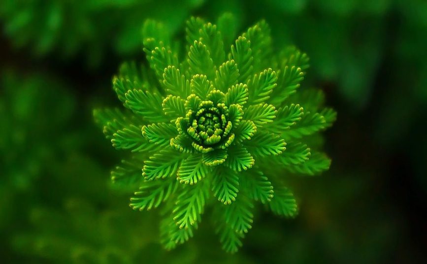 Image, Detail of a water plant.