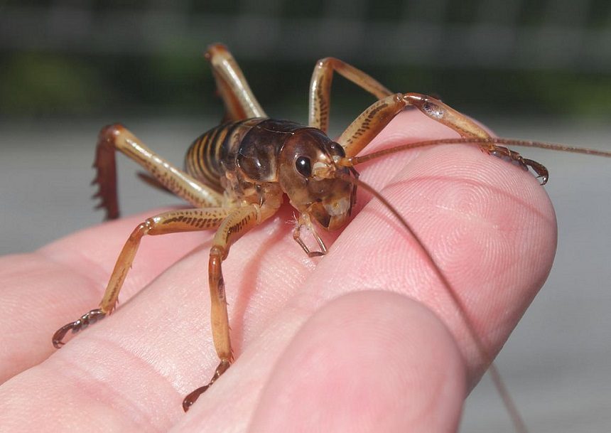 Image, Baby wētā on someone's hand.