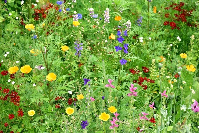 Wild flowers in multiple colours.