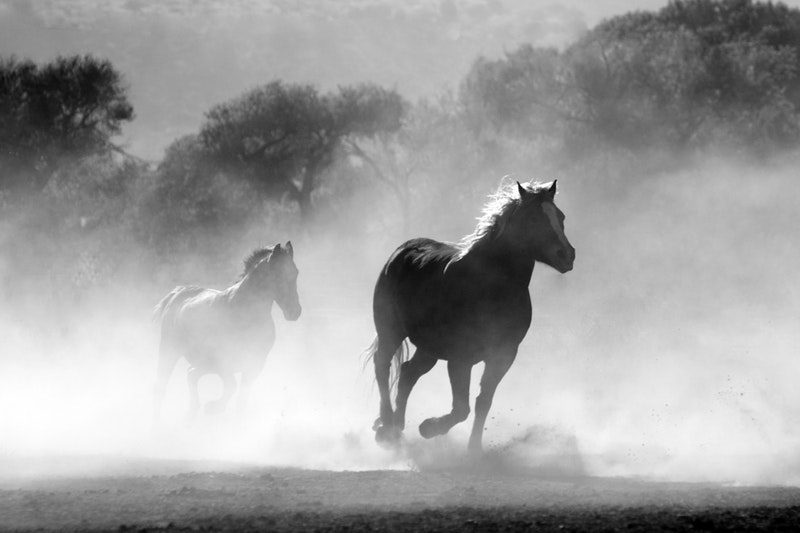Image, wild horses.