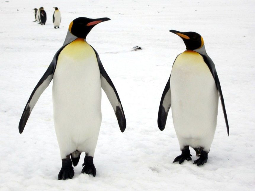 Image, pair of penguins looking at one another.