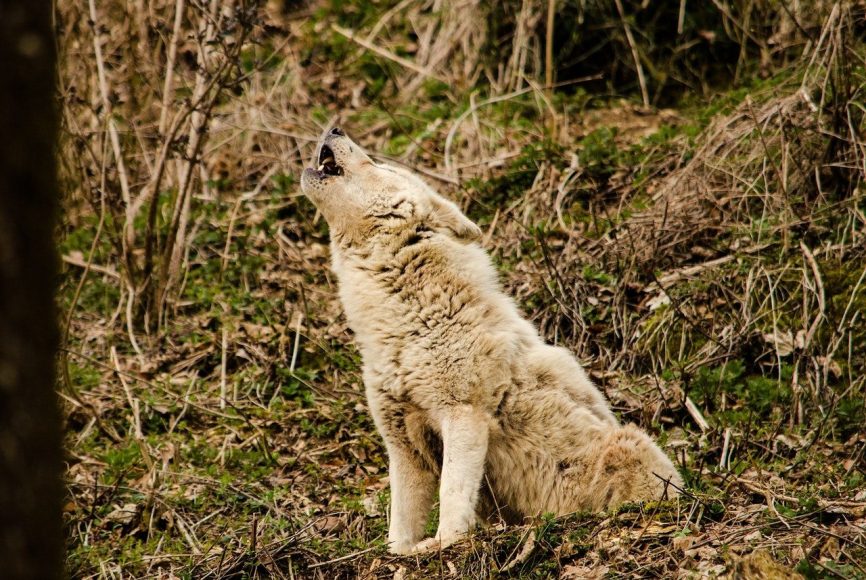 Image, howling wolf pup.