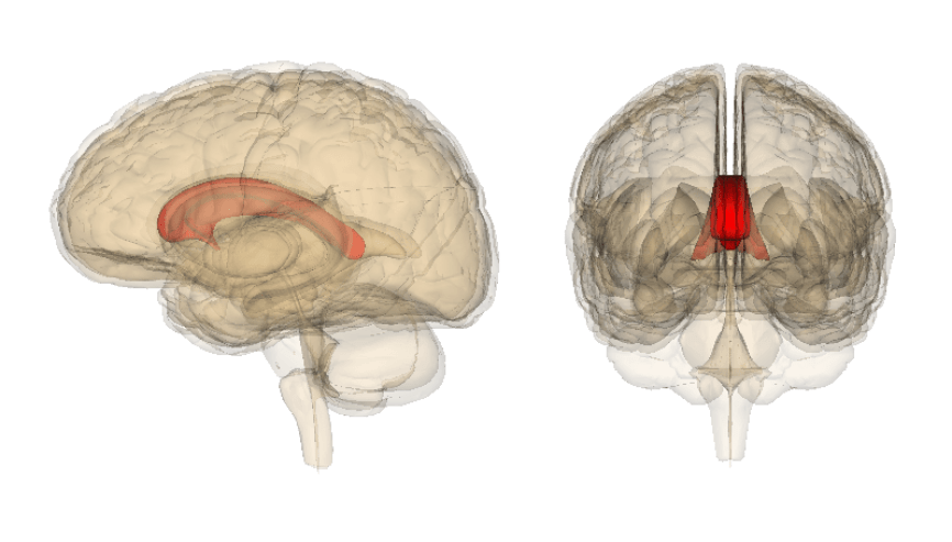 Image, Two views of the corpus callosum, created by Life Science Databases.