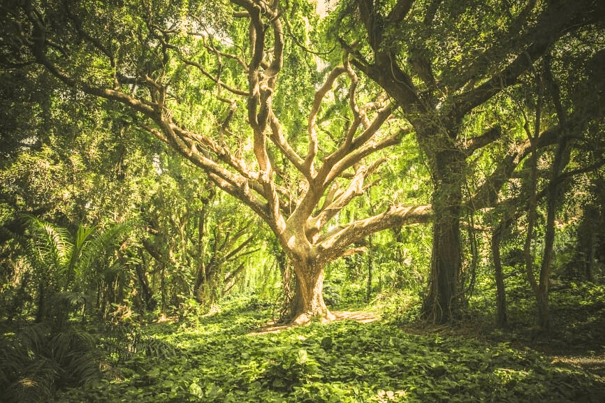 Green leafed tree with lots of branches standing in a forest.